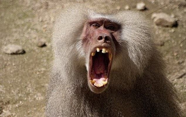 7登山客「侵門踏戶」降落領土，狒狒不忍了！狂砸巨石攻擊狠斷3人腳筋。（翻自《每日郵報》）