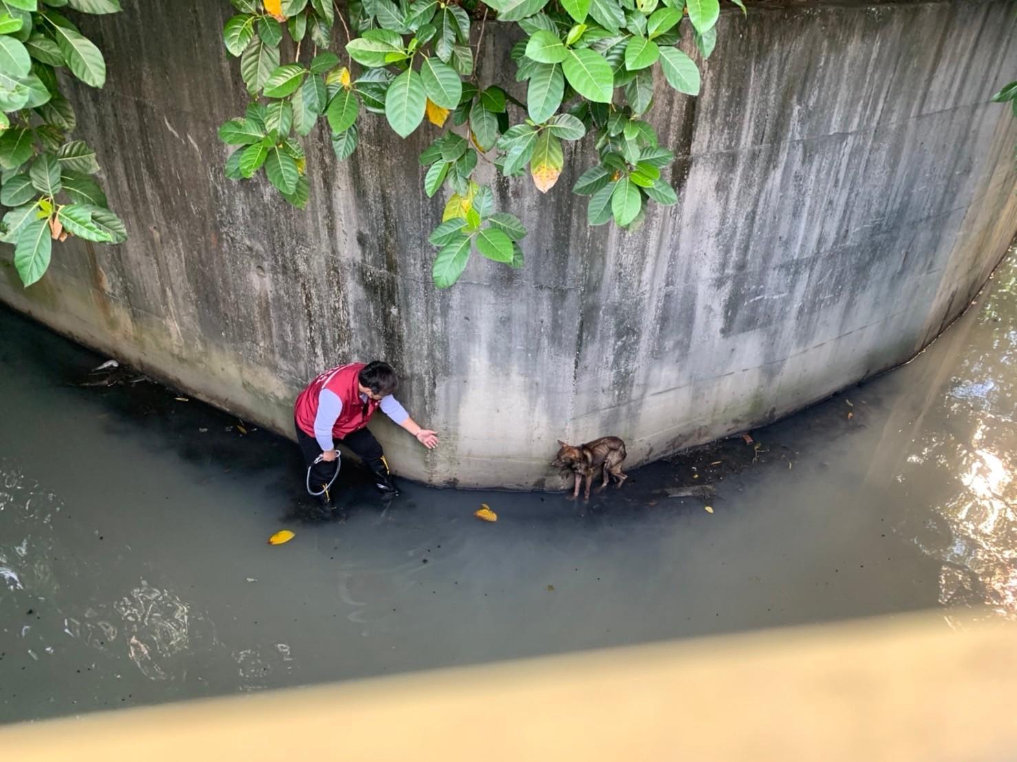 動保員在水圳對彎處找到了受困的瘦弱犬。(新北動保處提供)