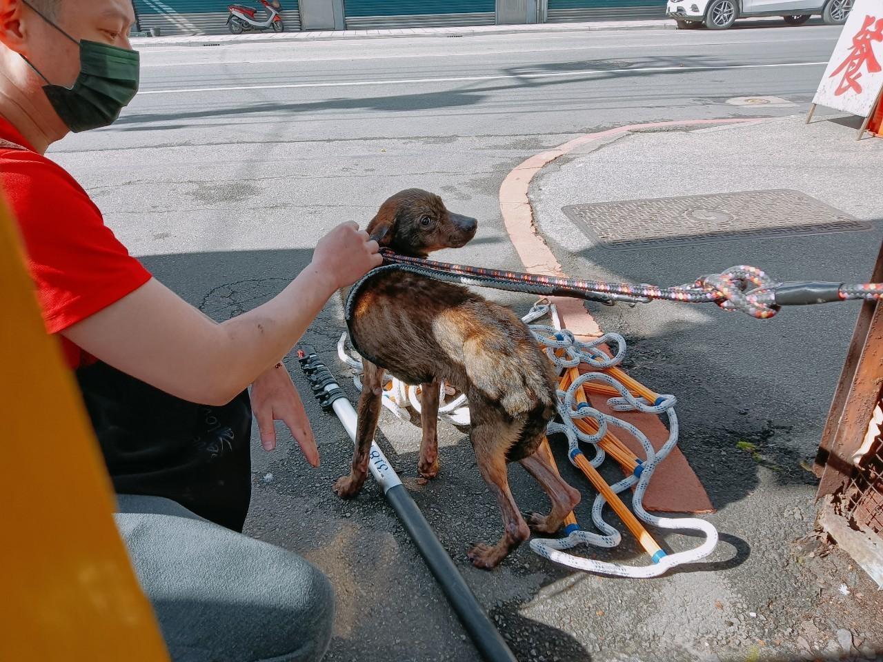 使用輔具包覆終於成功救援瘦弱犬上岸脫困。(新北動保處提供)