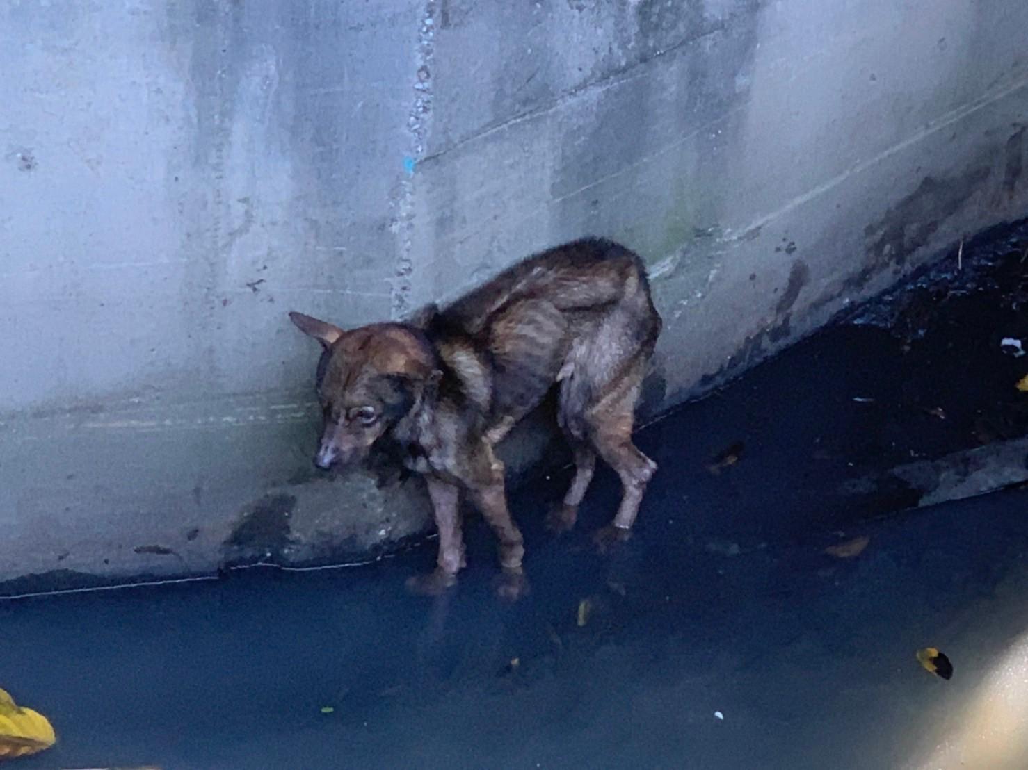 大排水圳的陡峭壁面下的瘦弱犬。(新北動保處提供)