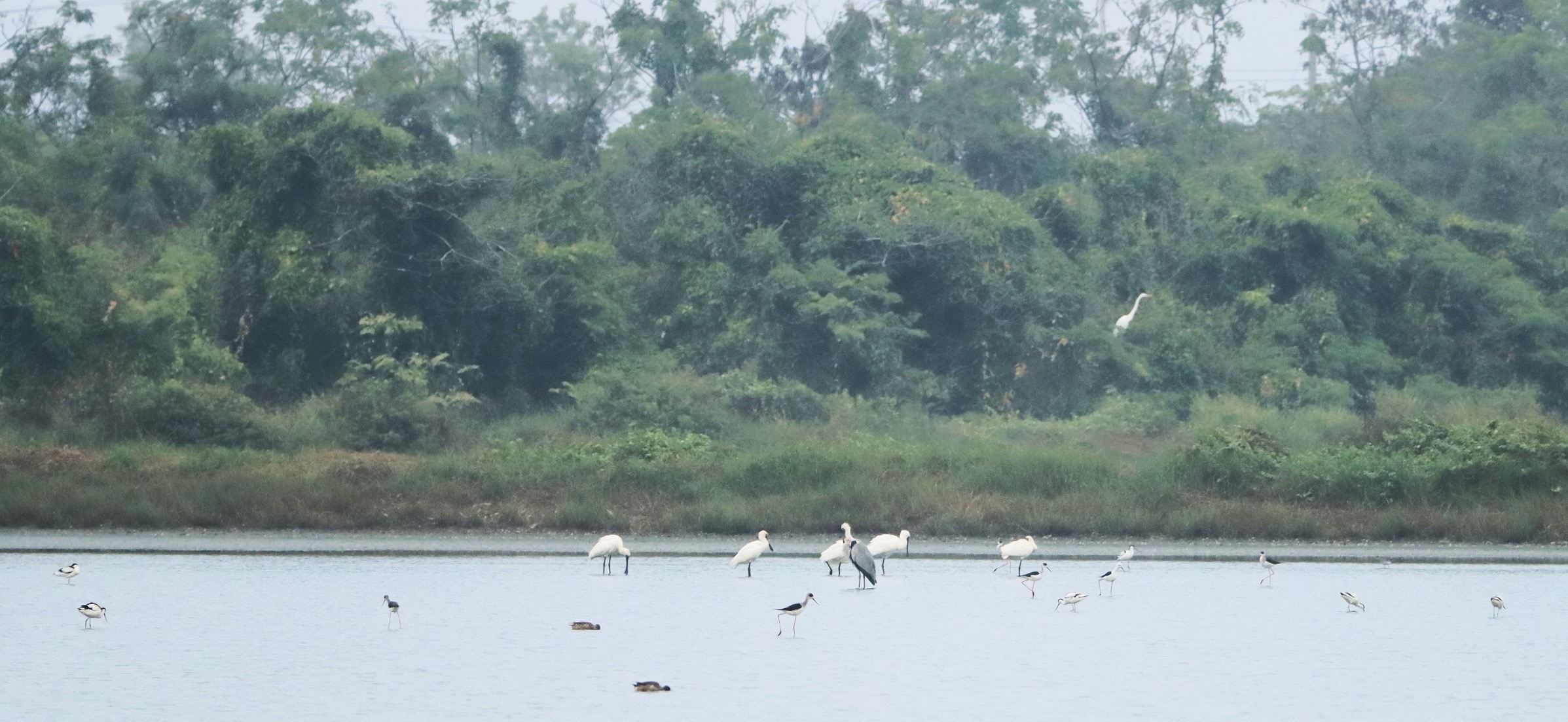 根據台江國家公園管理處去年數據，台灣的黑面琵鷺數量佔全球62%，其中台南就有2158隻。（翻攝自台南市政府官網）