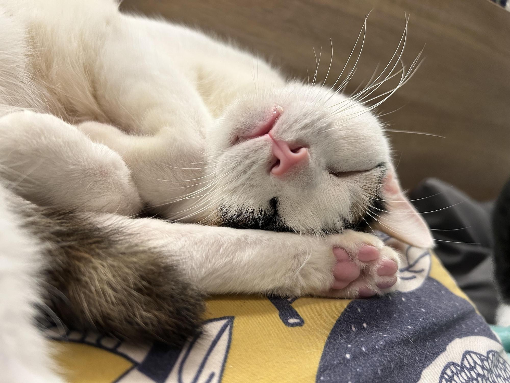 10年內國人飼養貓的數量大幅成長1.88倍。(IG@bobobanban授權提供)