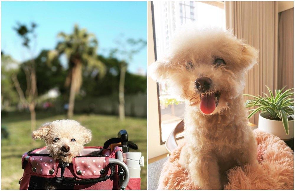 田馥甄貼出愛犬的照片道別。（翻攝田馥甄IG）