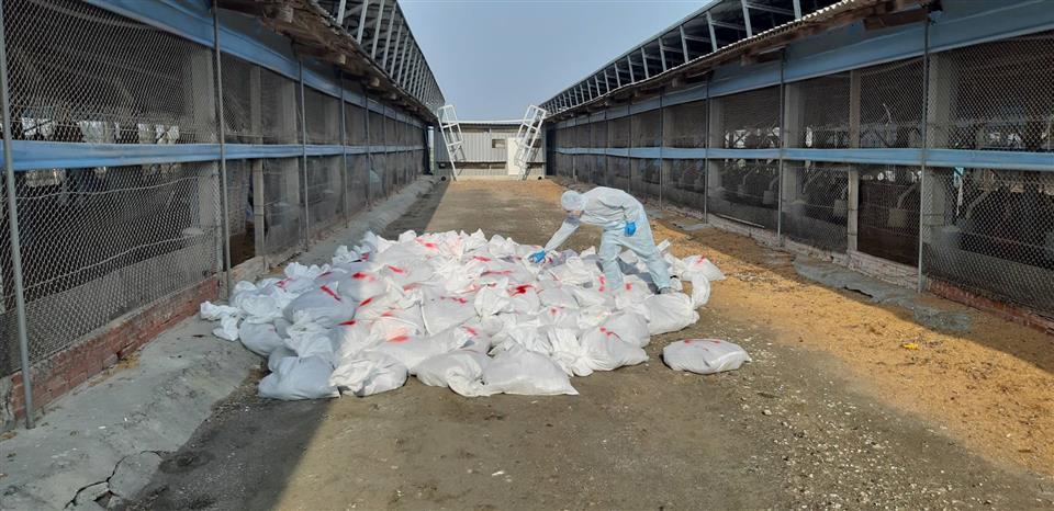 彰化縣大城鄉1土雞場感染禽流感，動防所防疫人員撲殺2萬1,129隻土雞。（彰化縣政府提供）