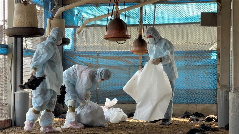 彰化縣大城鄉1場土雞場確診感染H5N1禽流感,動防所防疫人員完成撲殺清場及消毒工作。(彰化縣政府提供)