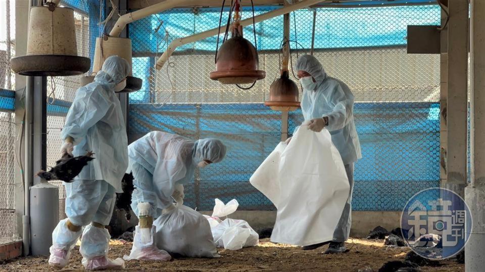 夭壽！金門發現H9N2禽流感為本土首例，中國已有多起病例會「禽傳人」。（本刊資料照）