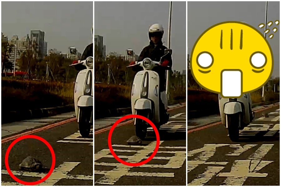 一位鄉民因通勤撞到烏龜摔車，有目擊者上PTT提供行車記錄器截圖，因畫面太好笑讓網友通通歪樓。（翻攝自PTT）