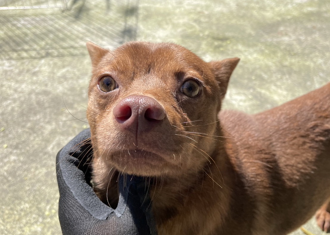 小秋腳復原後的可愛模樣。（新北動保處提供）