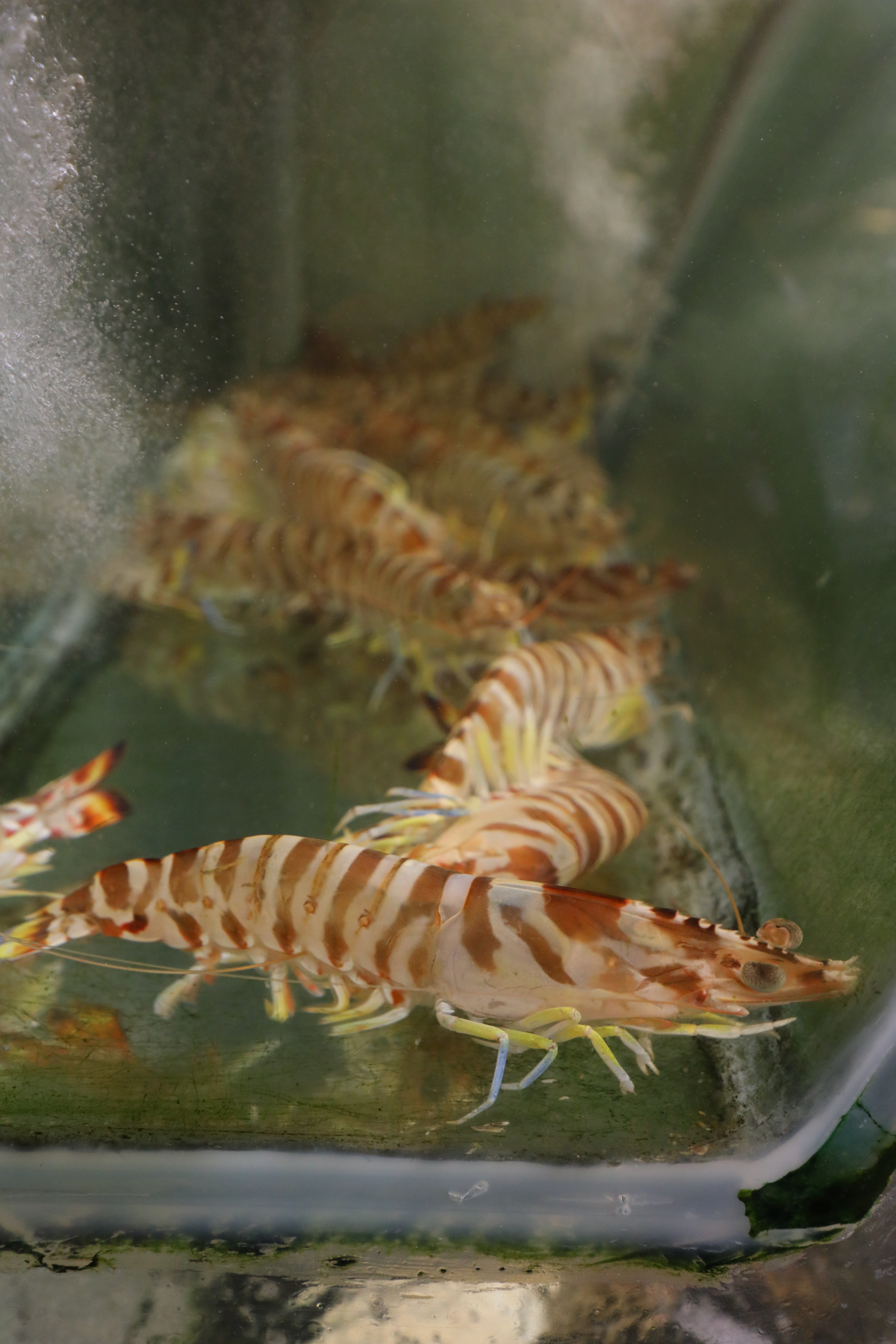現流海鮮就在店門口的水族箱裡。