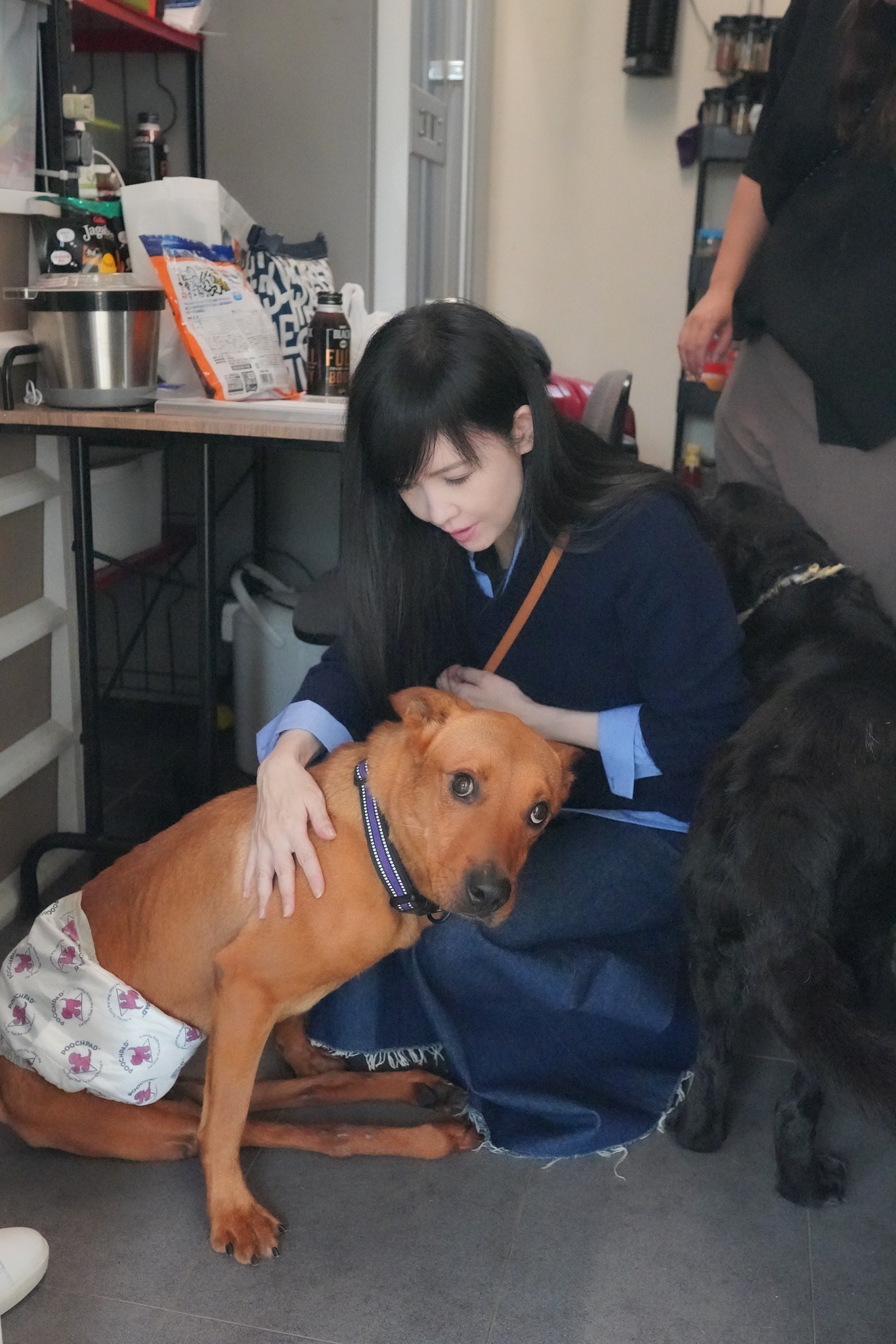 「幸運狗舍」致力於保護慘遭無情棄養、被虐、被惡意欺凌對待以致受傷或流離失所的待救助動物。（翻攝周慧敏臉書）