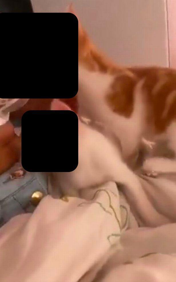 MC Pipokinha還曾發布一支「貓咪舔乳頭」的影片，脫序行為令人瞠目結舌。（翻攝，推特）