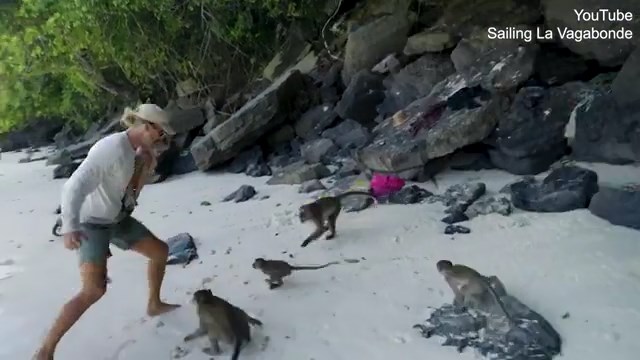 你當猴子是塑膠?網紅企圖「耍猴戲」給兒看,反被當敵人遭10猴集體圍攻。(翻自《每日郵報》)