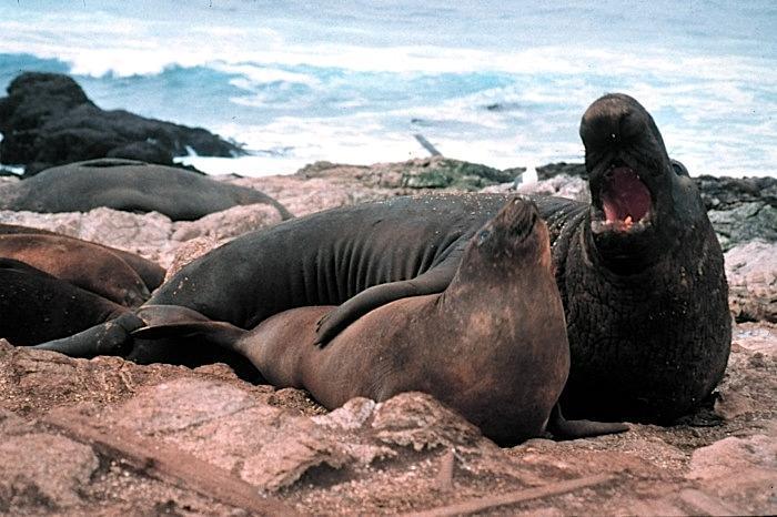 分布亞南極地區的南象鼻海豹（Southern elephant seal）奉行極端一夫多妻制，其中一隻雄性「海灘主」最多可擁有100隻雌性後宮。（翻攝自維基百科）