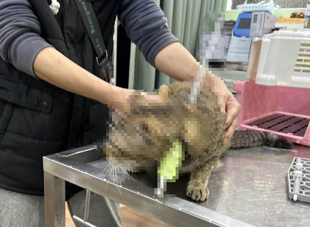 桃園一隻浪貓竟被弓箭射穿脖子，畫面相當驚悚，看了讓人於心不忍。（愛媽大金提供，呂筱蟬桃園傳真）