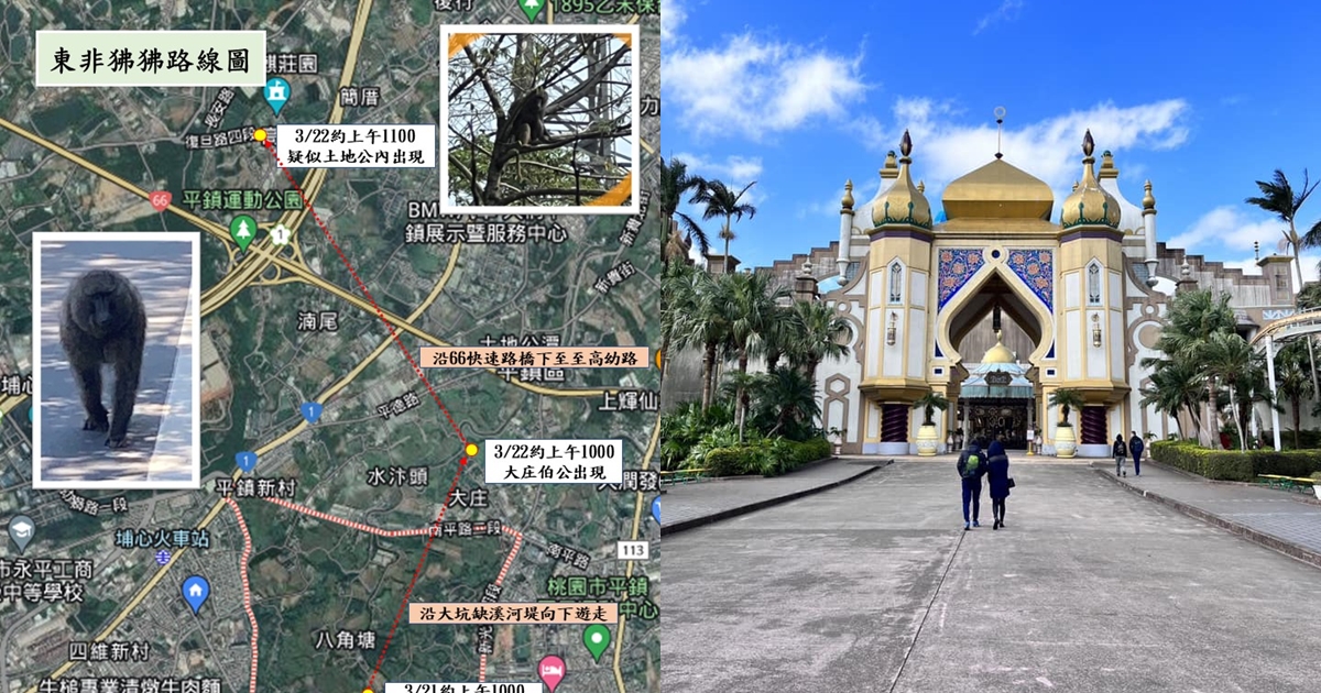 桃園市平鎮區最近有隻狒狒出沒，第一時間傳出是六福村的脫逃的，但六福村澄清園內的動物沒有少。（翻攝自六福村、黃志杰臉書）