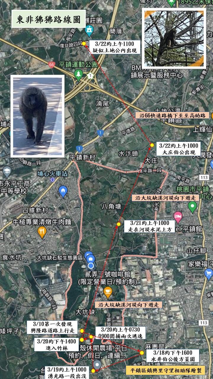在桃園平鎮區出沒的東非狒狒路線圖。(翻攝自黃志杰臉書)