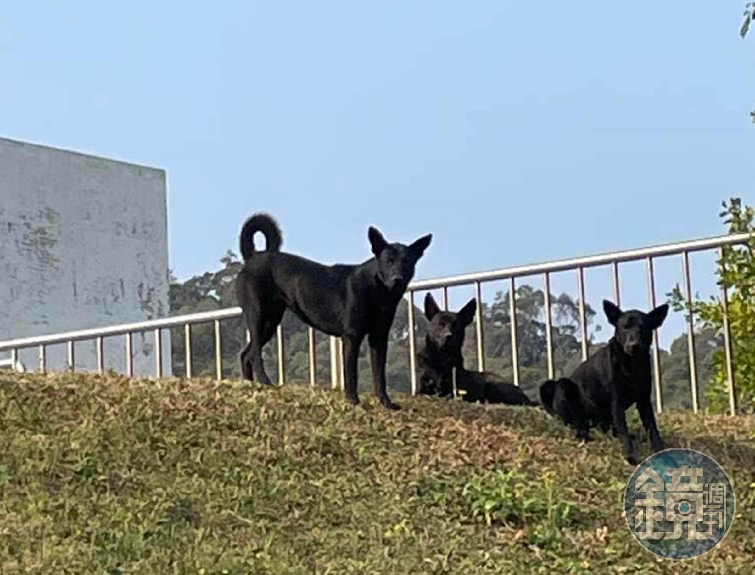 清華大學校園內出現3隻會攻擊學生的流浪犬，目前已捕捉1隻，剩下2隻仍待捕捉。（翻攝自清華大學關懷生命社（清大懷生社、校園流浪犬關懷社））