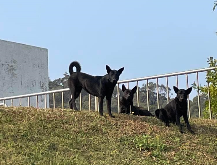 清華大學校園內出現3隻會攻擊學生的流浪犬，目前已捕捉1隻，剩下2隻仍待捕捉。（翻攝自清華大學關懷生命社（清大懷生社、校園流浪犬關懷社））