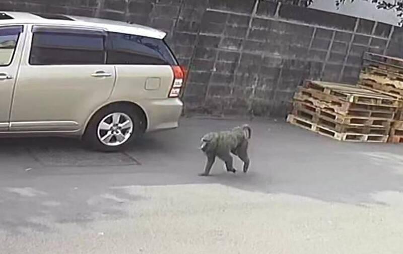 一隻靈長類動物在桃園遊蕩半個月，外傳是六福村脫逃的東非狒狒，但六福村否認。（翻攝自路上觀察學院臉書）