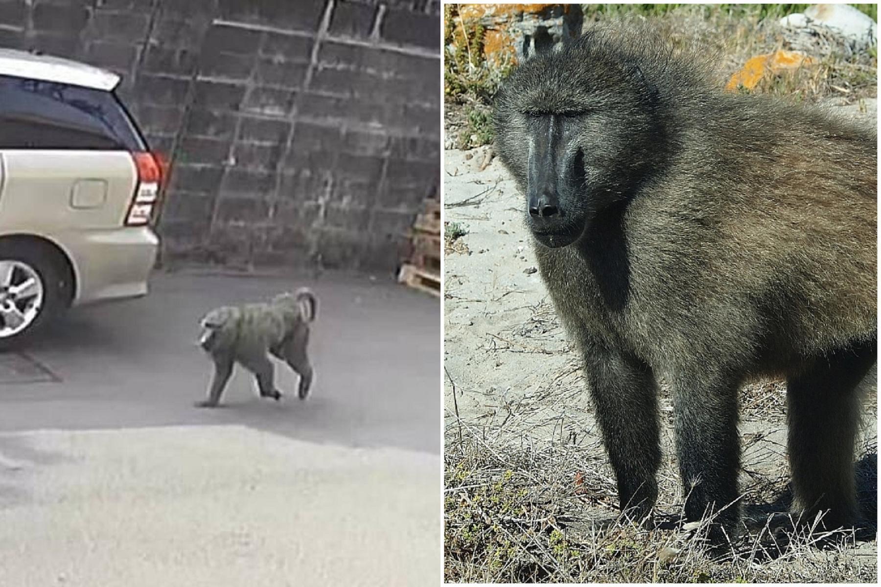 狒狒逃走中!屏科大初步鑑定是「豚尾狒狒」(右)。(翻自臉書+inaturalist.org)