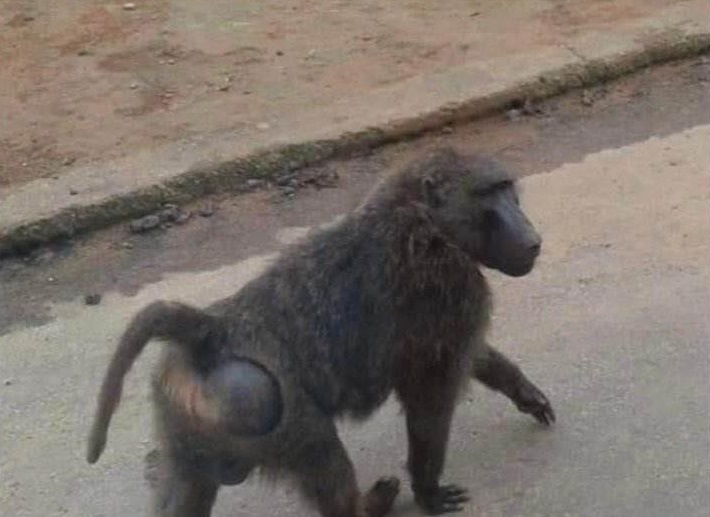 逃走的狒狒被目睹出現在66線快速道路的新屋段橋下。（翻攝自我是中壢人臉書）