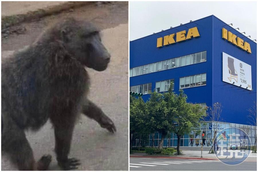 IKEA小編緊跟時事,在粉專發聲明「全台分店動物皆無逃脫」。(翻攝自我是中壢人臉書、本刊資料照)
