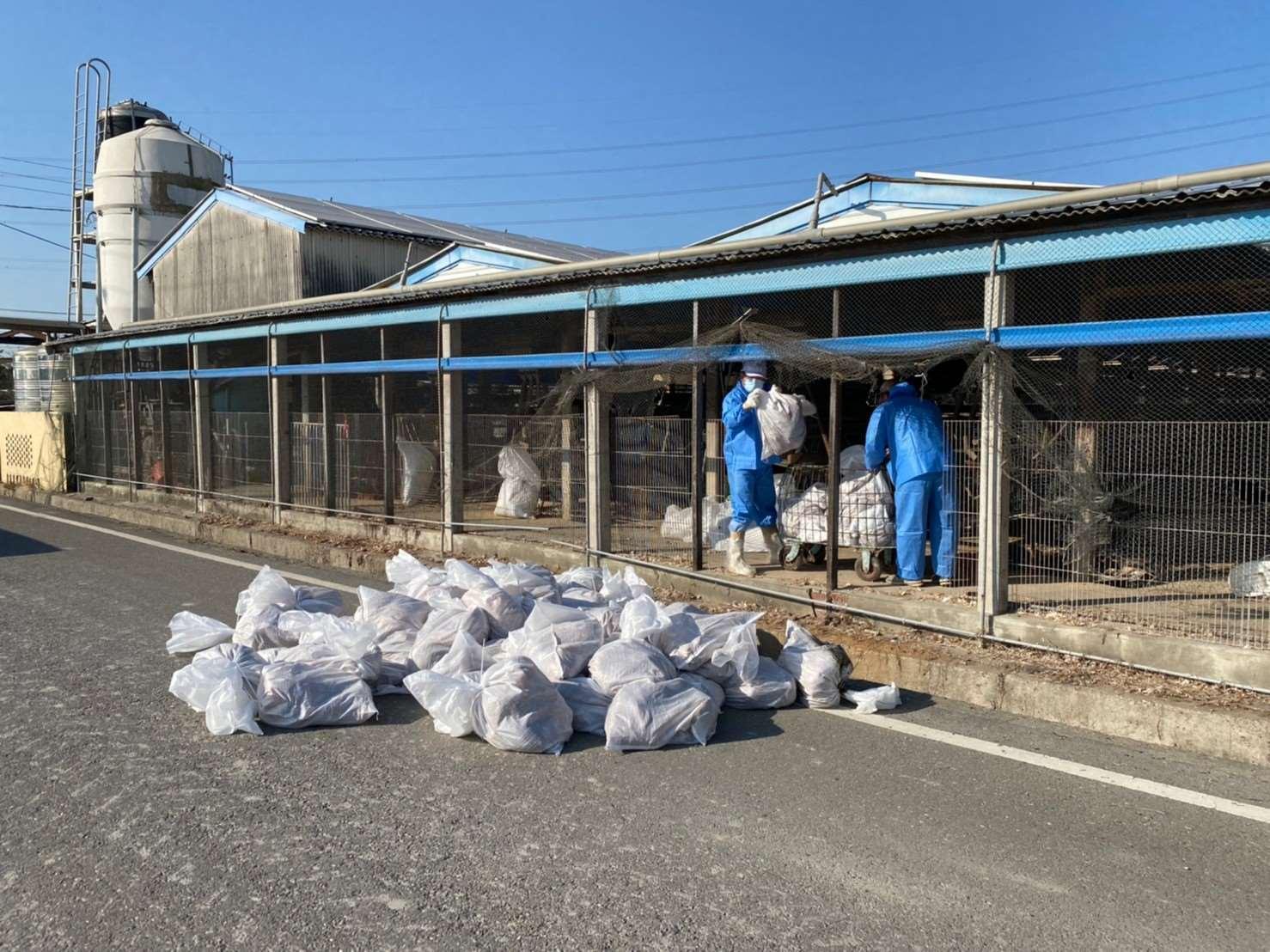 近日天氣逐漸回暖，仍有禽流感案例零星發生，112年迄今確診及撲殺禽流感禽場案例計30例。（示意圖，雲林縣政府提供）