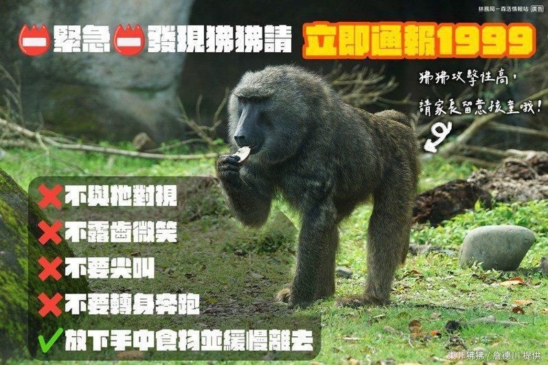 林務局呼籲，若遇到狒狒時，不要與牠對視，不要露齒微笑，避免激怒牠。（翻攝林務局臉書）
