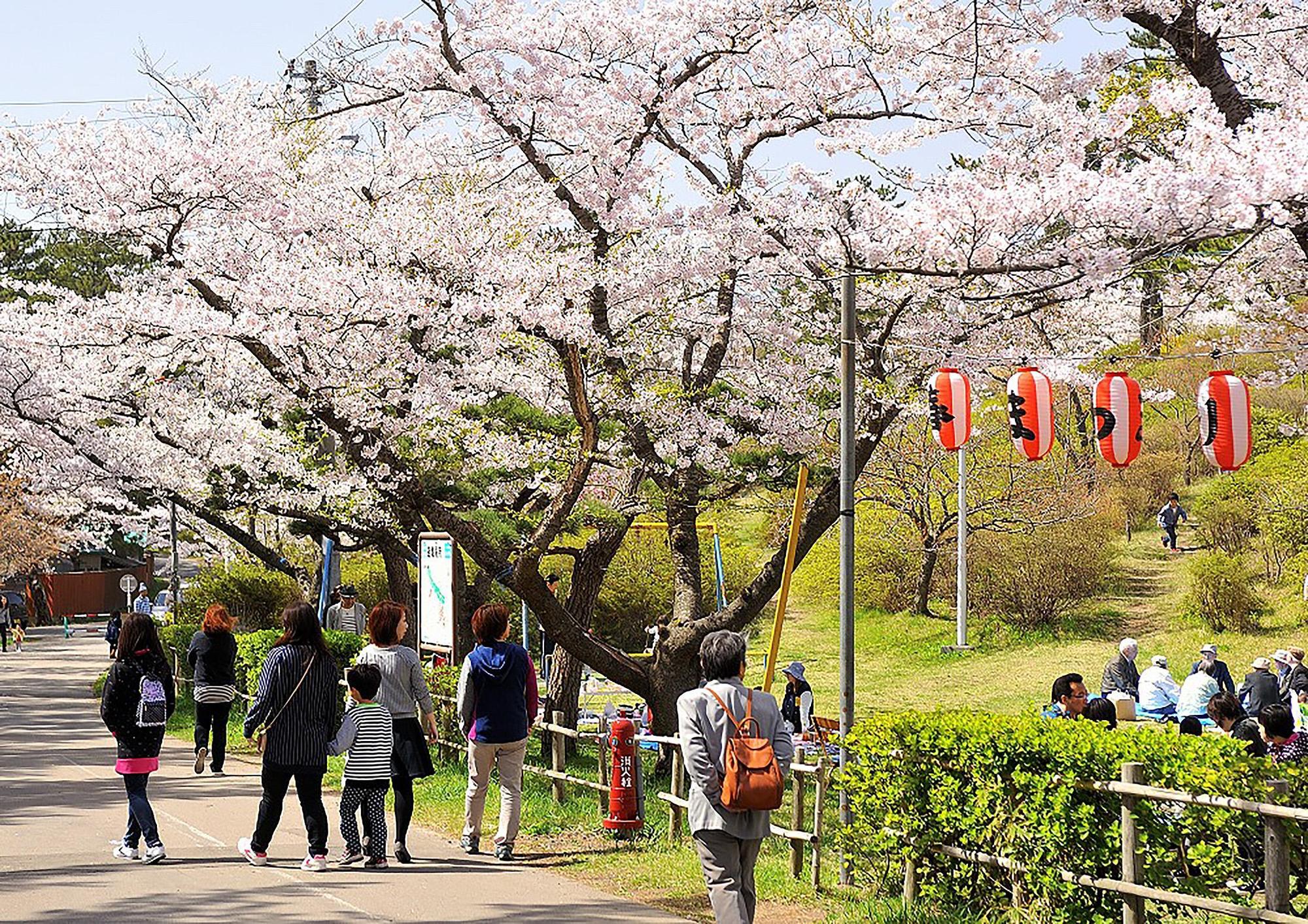 能代公園能看到能代工業校區，這裡也是秋田縣著名的賞櫻勝地。（秋田白神觀光提供）