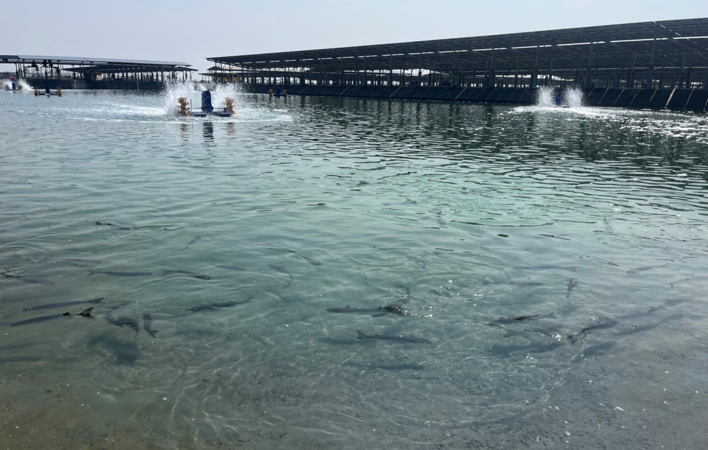 日前星源漁業以將烏魚苗施放在日運漁電共生案場,預計今年底將會帶來逾兩千萬的營收。(泓德能源提供)
