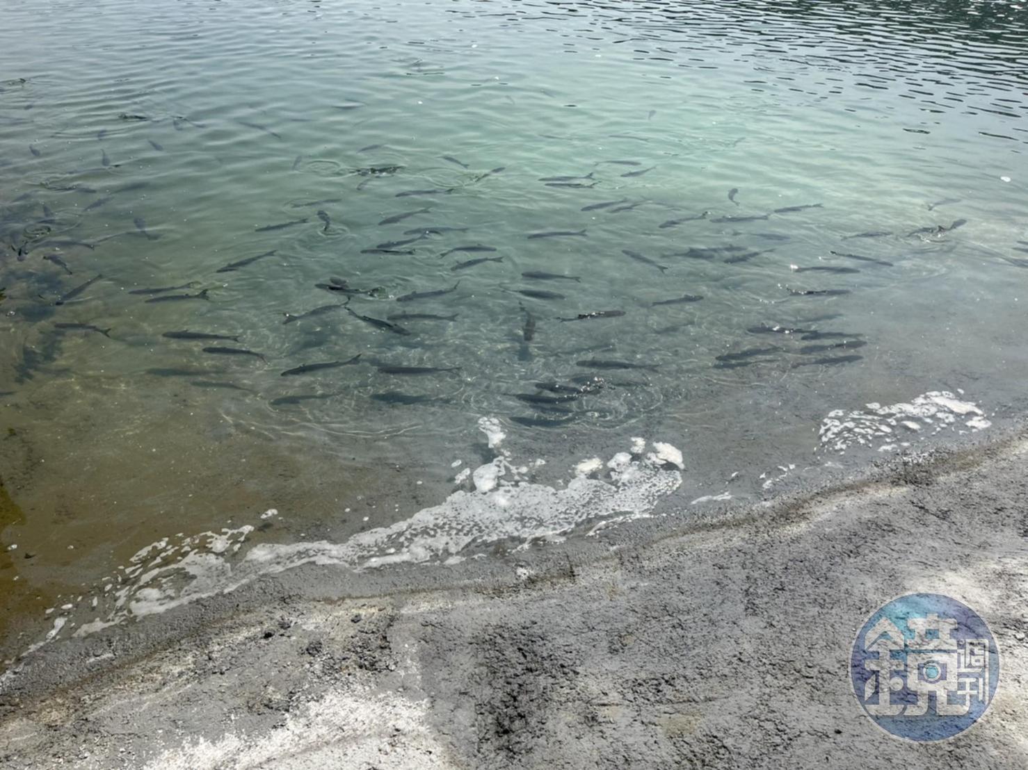養殖達人張東昇在日運案場除了智慧養殖烏魚外，配合屋頂型太陽能的施作，室內高密度養殖白蝦也將在不久後展開。
