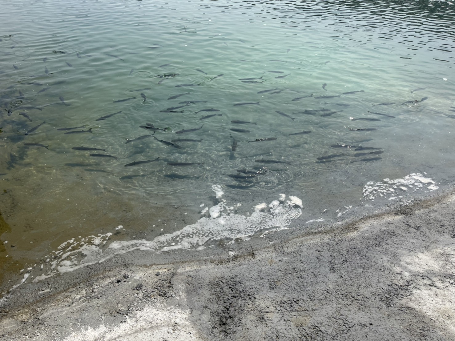 養殖達人張東昇在日運案場除了智慧養殖烏魚外,配合屋頂型太陽能的施作,室內高密度養殖白蝦也將在不久後展開。