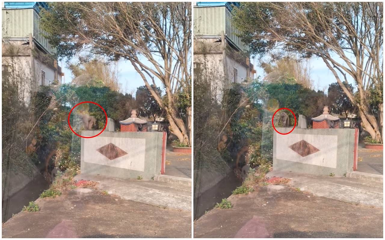 在外遊蕩的東非狒狒今天上午現身桃園楊梅，有網友還捕捉到牠的最新身影。（翻攝自我是富岡人臉書社團）