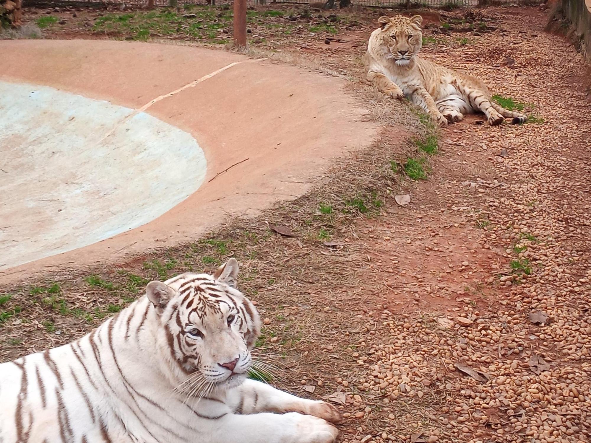 美國喬治亞州的動物園有2隻老虎,趁著龍捲風襲擊後逃脫。(示意圖,翻攝自Wild Animal Safari臉書)