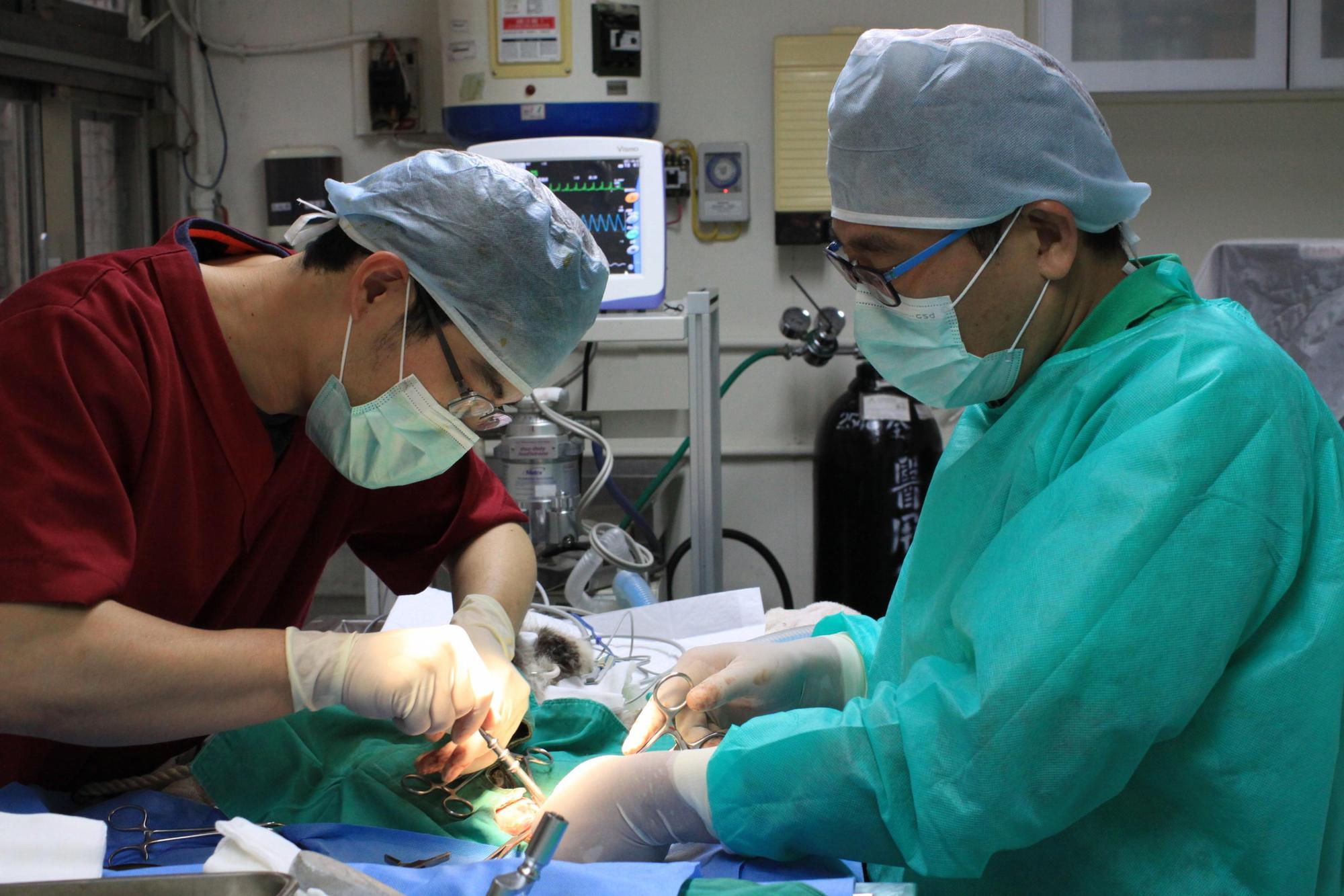 小貓左後肢大腿骨折手術中。(新北動保處提供)
