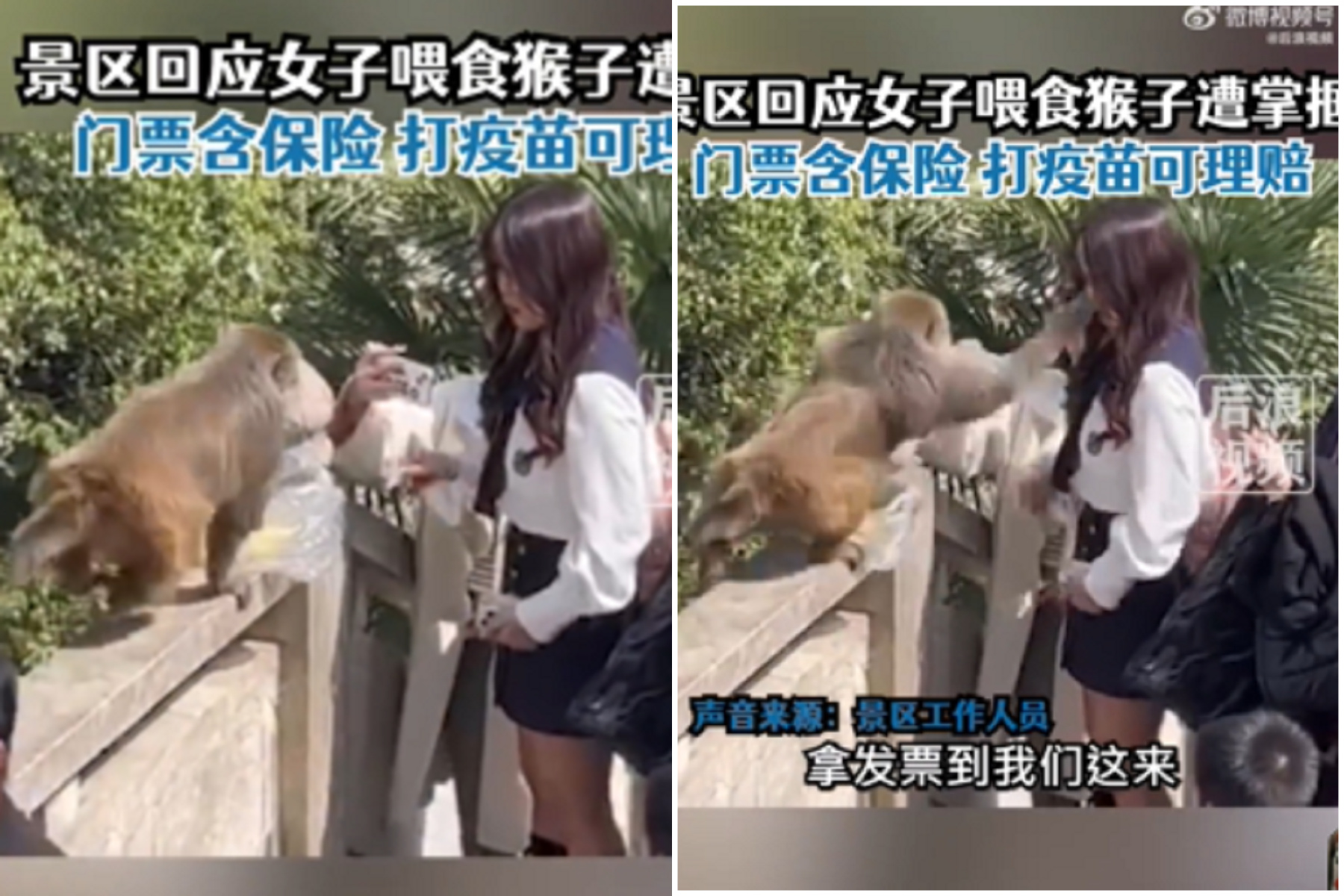 中國正妹隨意餵食，猴猴當場教育！一巴掌打下去。（翻自微博）