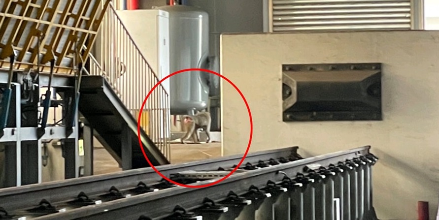 東非狒狒今（27日）上午出現在台鐵富岡基地。（翻攝自湯瑪士的日常臉書）