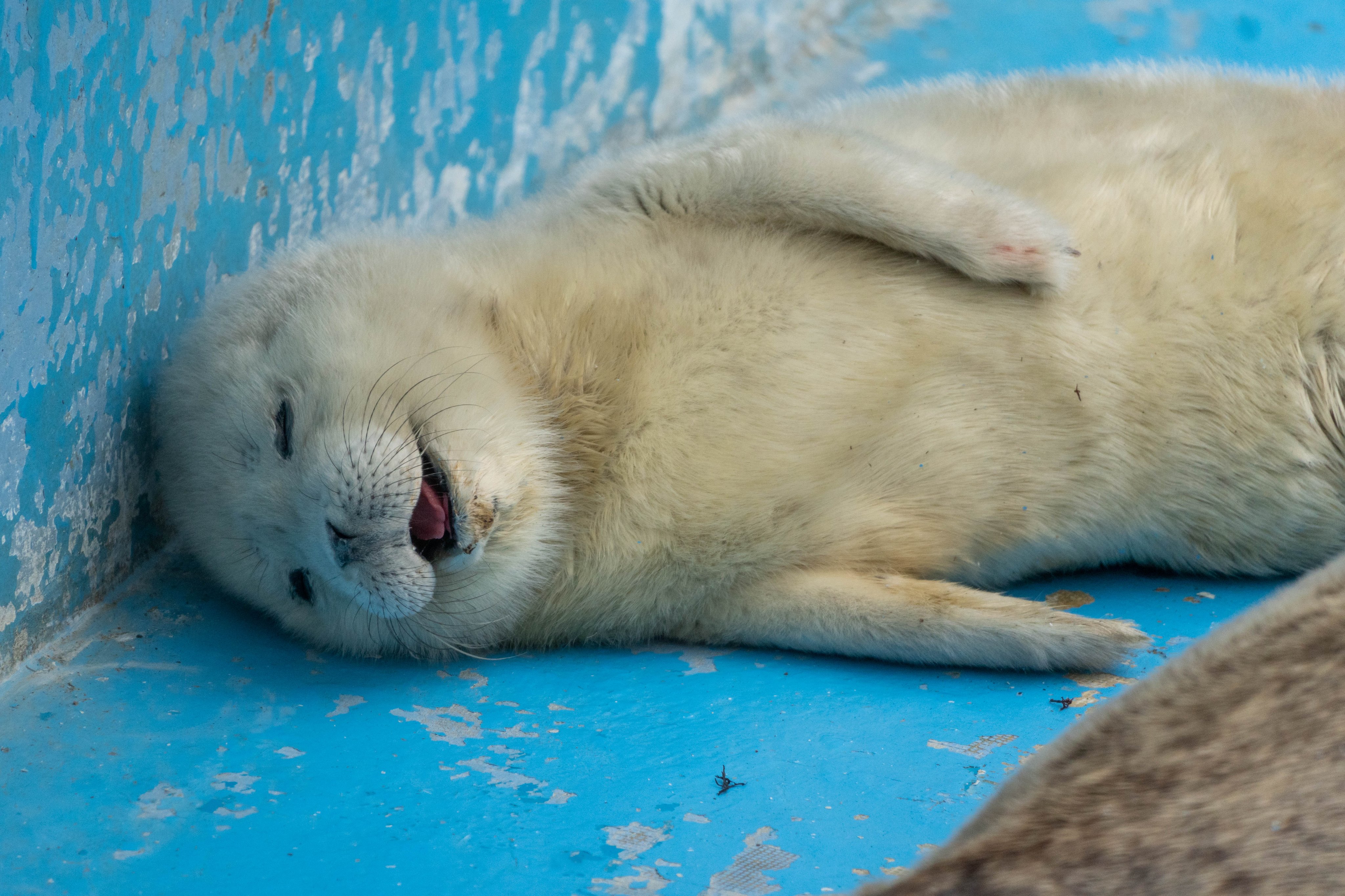 北海道稚内市一間水族館裡的小海豹呼呼大睡，療癒睡顏曝光。（翻攝推特@narickboxx）