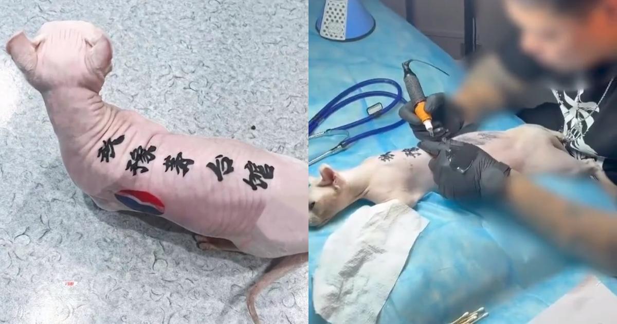 中國一名無毛貓飼主在貓咪背上刺青。(翻攝自頭條新聞)