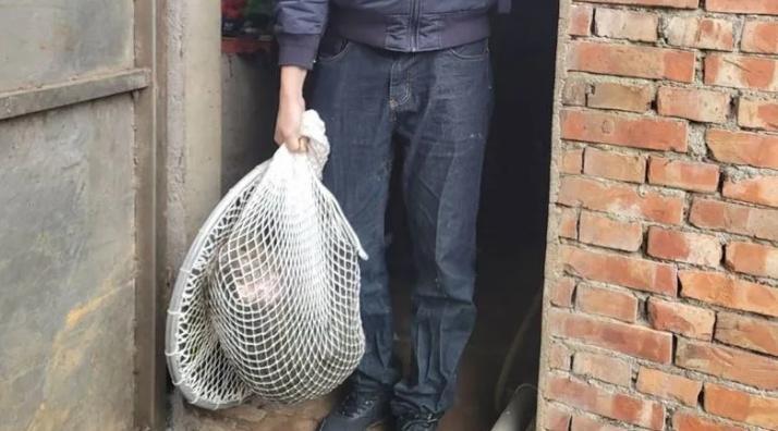 狒狒被獵槍和麻醉槍擊中後,最後延誤送醫導致身亡。(翻攝畫面)