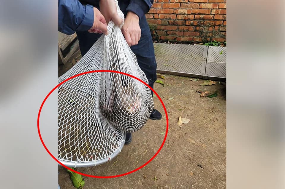 在大街亂晃的東非狒狒今下午終於被捕獲,但牠遭獵槍打傷,不幸身亡。(翻攝自周玉蔻臉書)