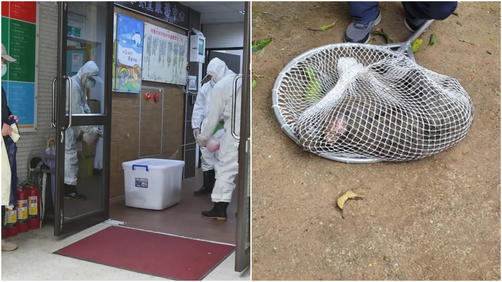 狒狒逃亡半個月落網，卻不幸被林姓獵人的獵槍擊中身亡。（桃園市府農業局提供、翻攝畫面）