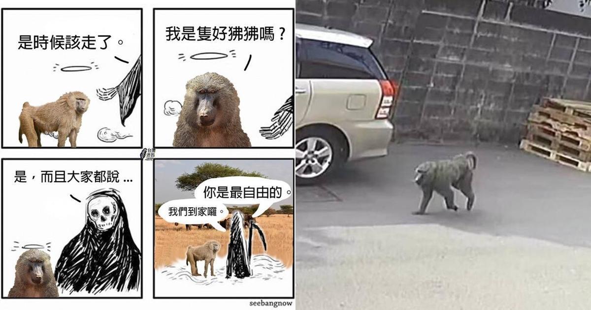 桃園狒狒奔逃半個月遭獵人持槍射殺身亡，讓網友相當難過。（翻攝自台灣迷因、路上觀察學院臉書）