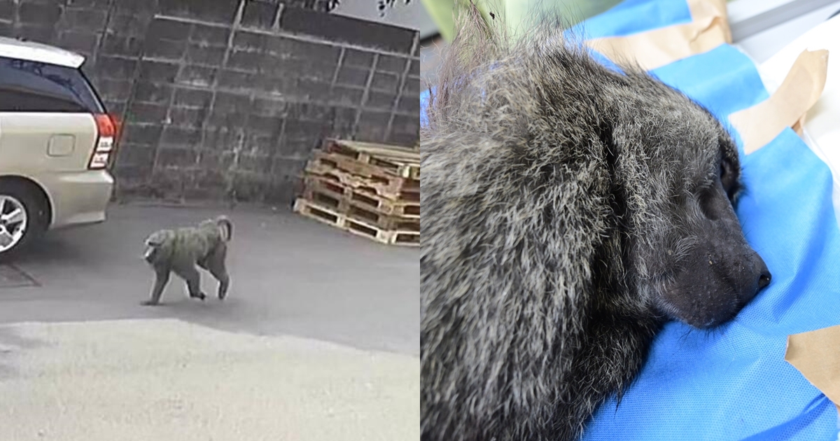 東非狒狒投奔自由半個月最終命喪槍下，令人唏噓。（翻攝畫面、林務局提供）