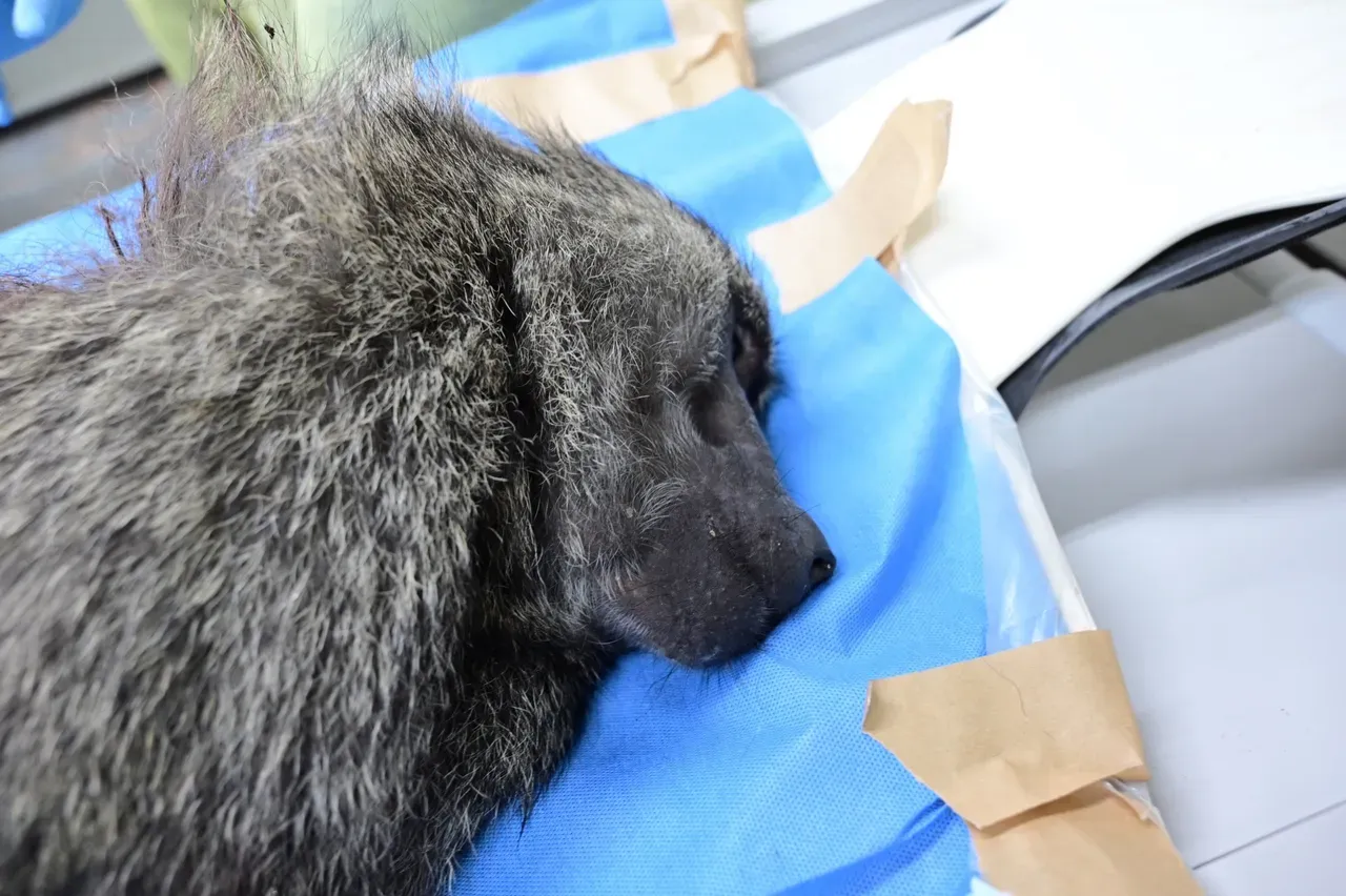 東非狒狒逃亡半個月落網，卻遭林姓獵人持合法登記的獵槍射殺身亡。（林務局提供）