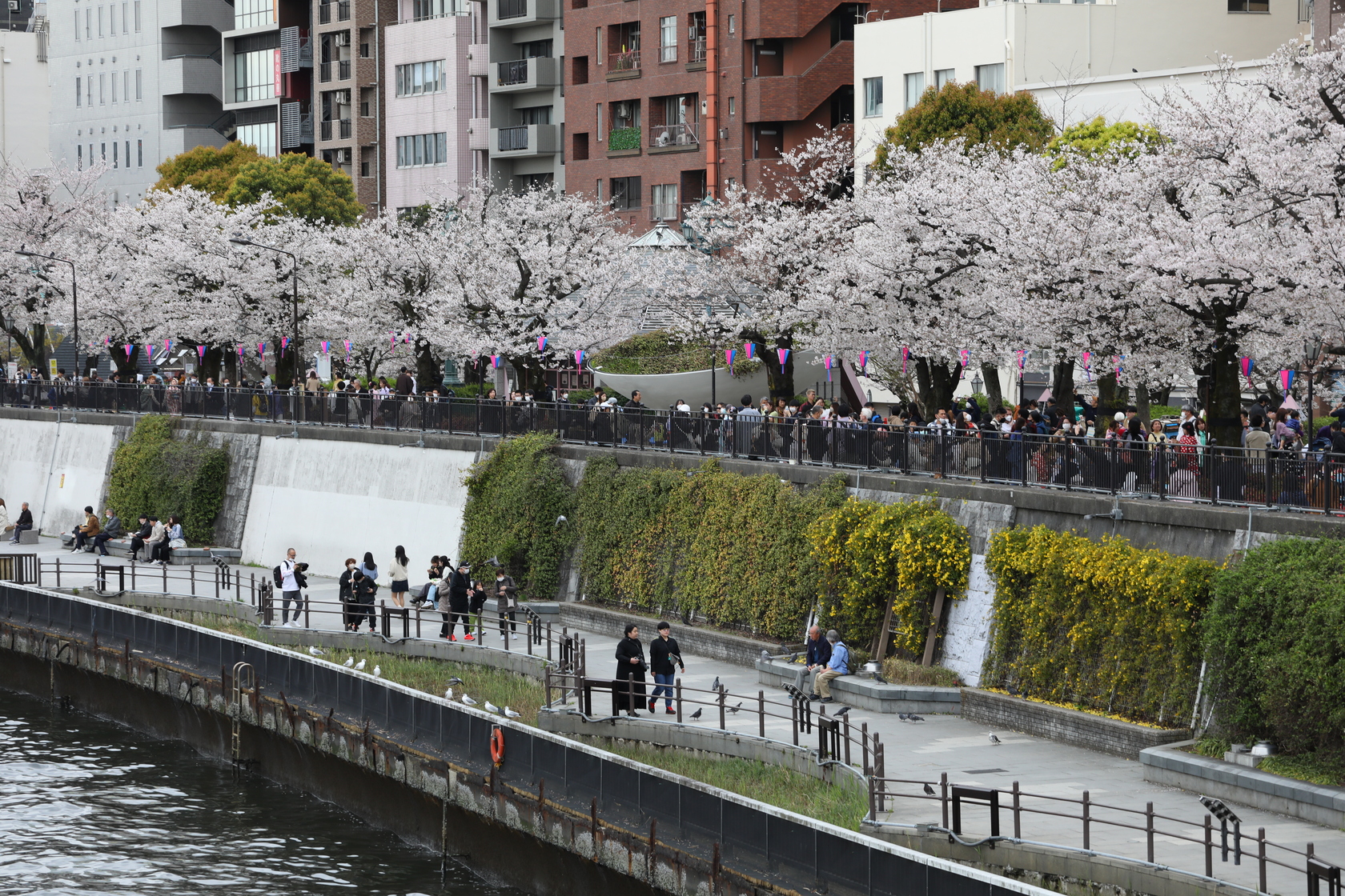 東京隅田川兩側滿是盛開櫻花。