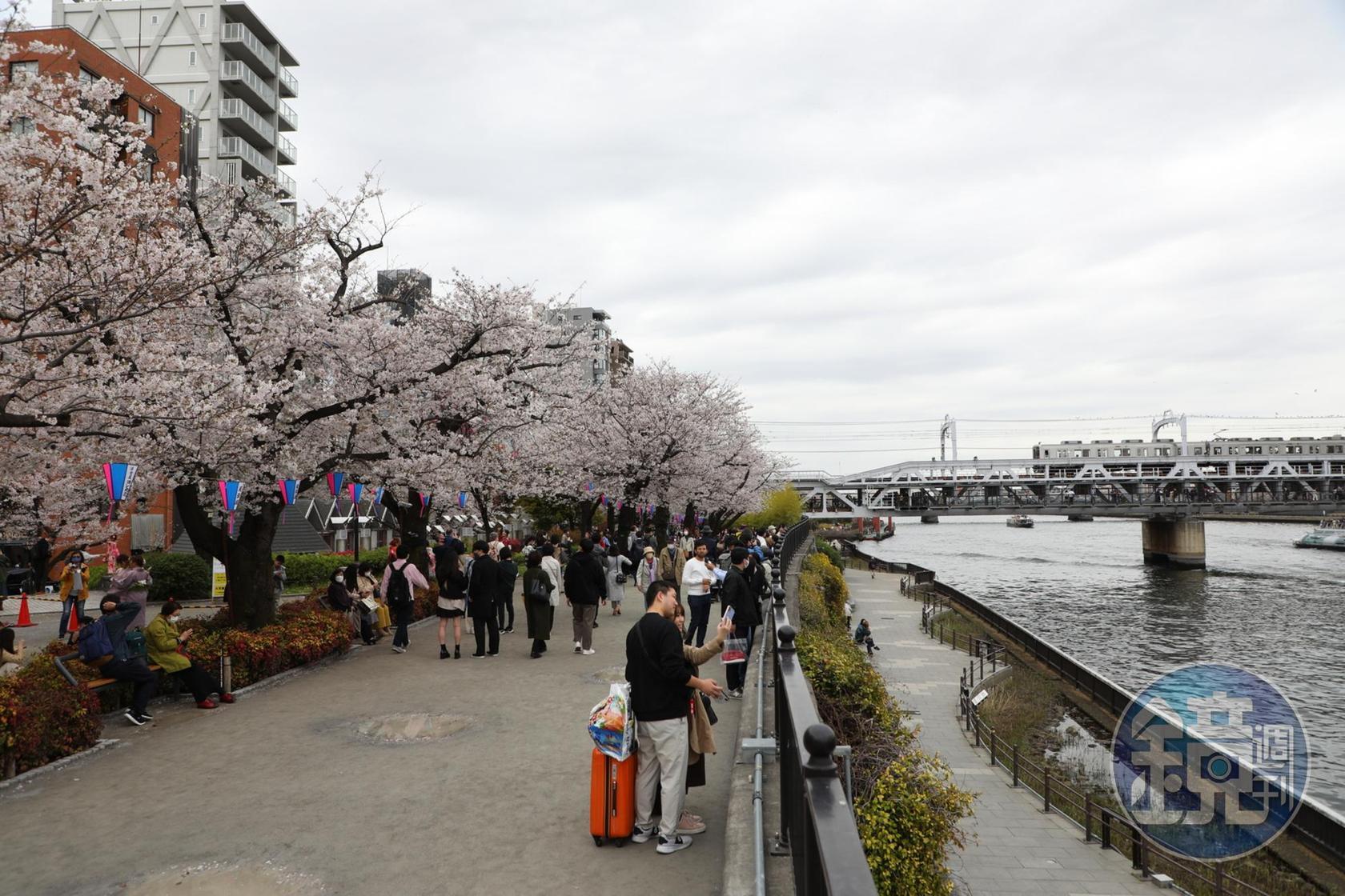 靠近「東武伊勢崎線」的鐵橋,能同時拍下列車與櫻花的景象。