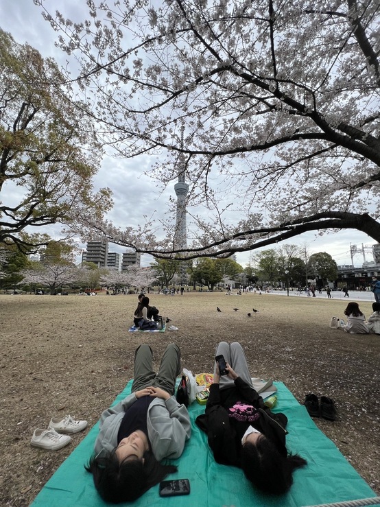 有的人直接躺下來感受櫻花下的午後愜意。