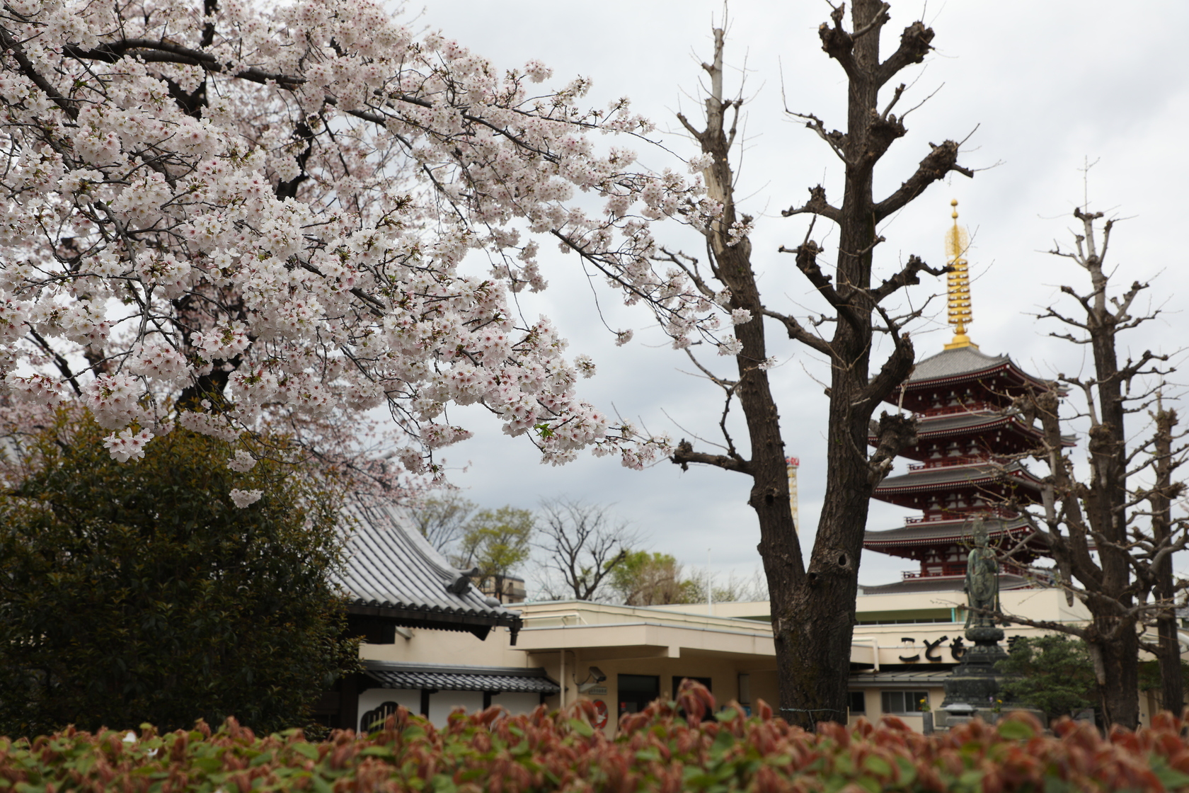 今年的日本櫻花整體開花及滿開時間提前好幾日。