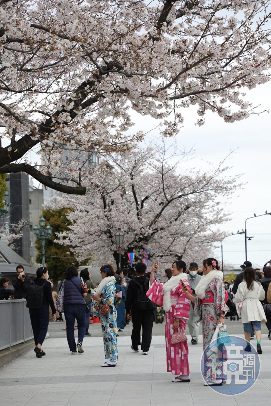隅田公園(淺草側)裡,許多人穿著和服來捕捉美照。
